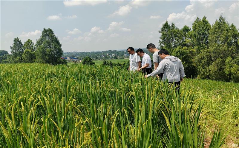 汛期排查不松懈   多措并举抓安全